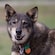 An Alaskan husky’s head and upper body featuring pointy ears and tags on its collar